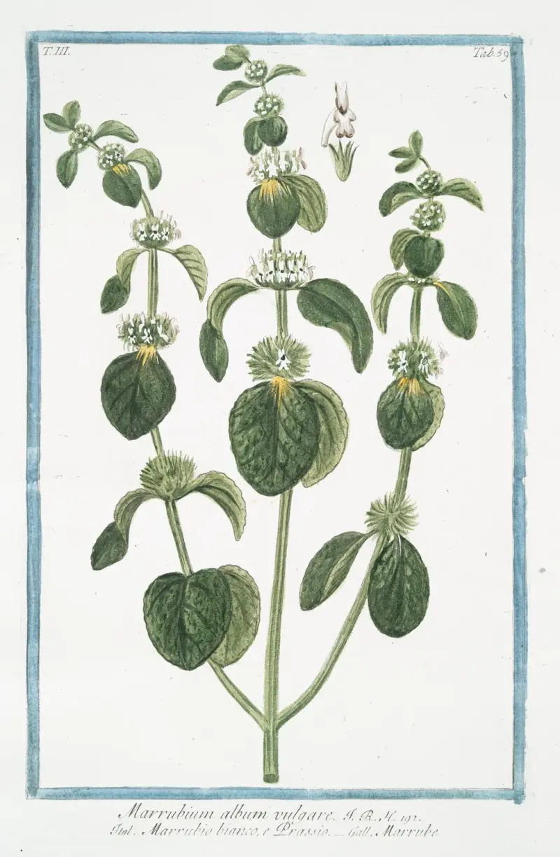 Marrubium album vulgare – Marrubio bianco, e Orassio – Marrube. (White Horehound) av Giorgio Bonelli