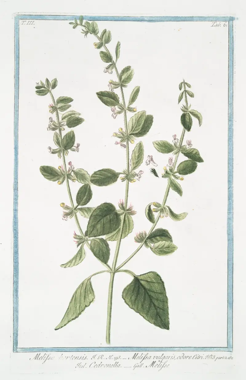 Melissa hortensis – Melissa vulgaris, odore Citri – Cedronella – Melisse. (Citronmeliss) av Giorgio Bonelli