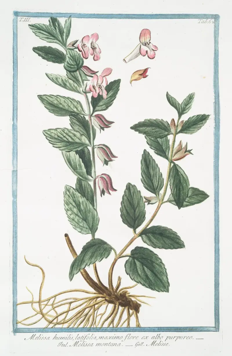 Melissa humilis, latifolia, maximo flore ex albo prupureo – Melissa montana – Melise av Giorgio Bonelli