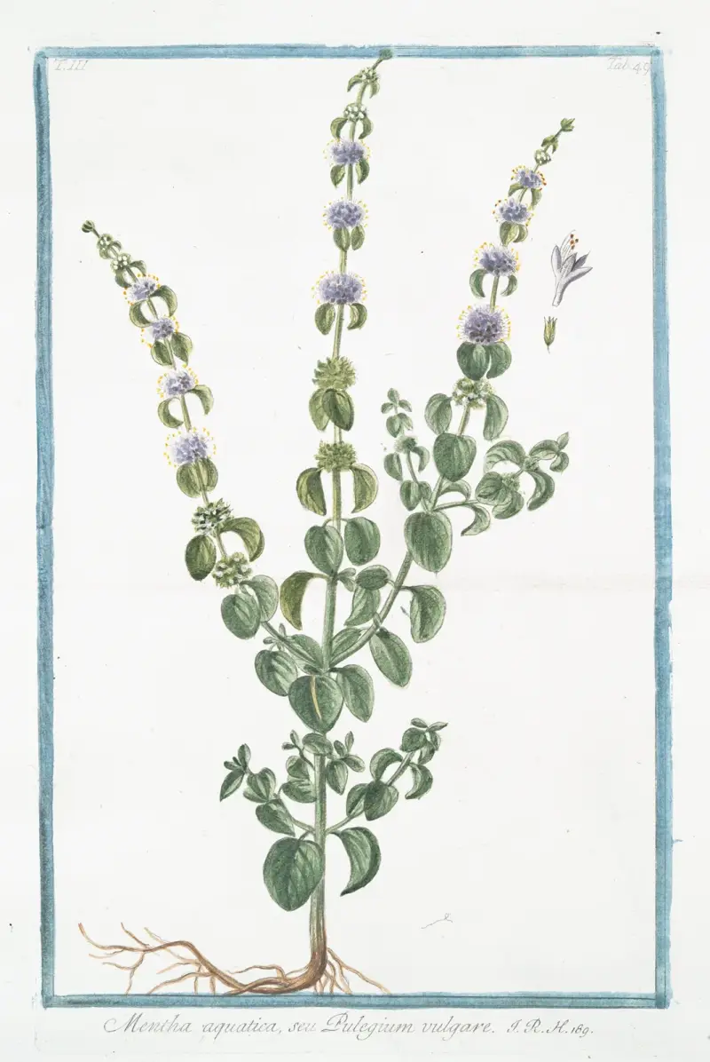 Mentha aquatica, seu Pulegium vulgare. (Wild mint, water mint, marsh mint, Bergamot Mint Eau-de-cologne Mint Lemon Mint Orange Mint Water Capitate Mint) av Giorgio Bonelli