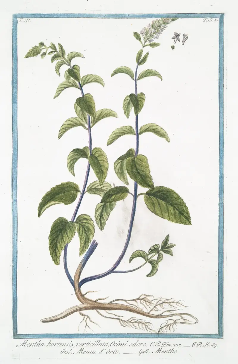 Mentha hortensis, verticillata, Ocimi odore – Menta d’Orto – Menthe. (Garden mint) av Giorgio Bonelli