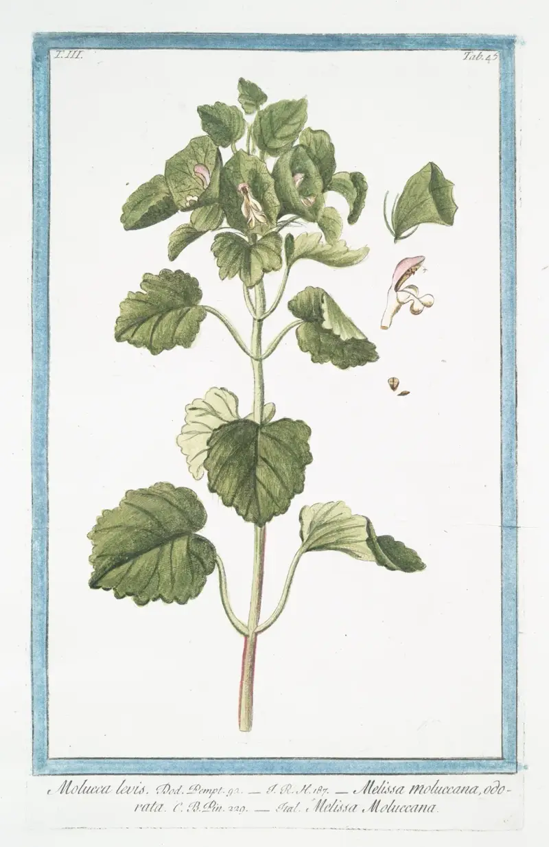 Molucca levis – Melissa Moluccana, odorata, Melissa Moluccana av Giorgio Bonelli