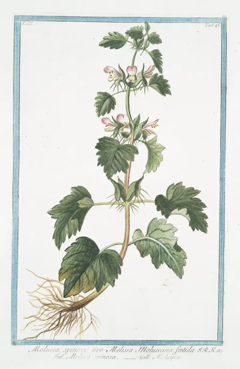 Molucca spinosa, sive Melissa Moluccana, foetida – Moluca spinosa – Moluque. (Taggig moluckisk meliss) av Giorgio Bonelli