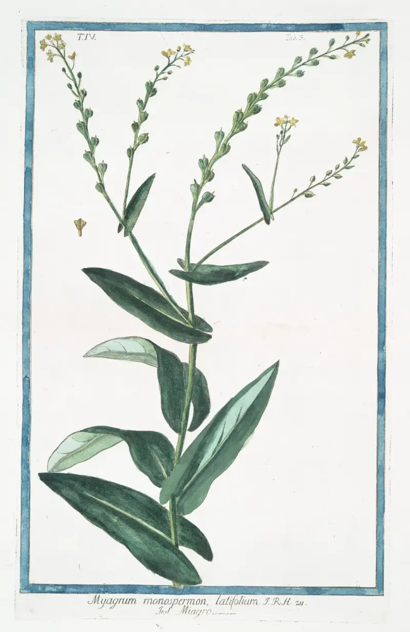 Myagrum monospermon, latifolium – Miagro. (Bird’s eye cress-) av Giorgio Bonelli