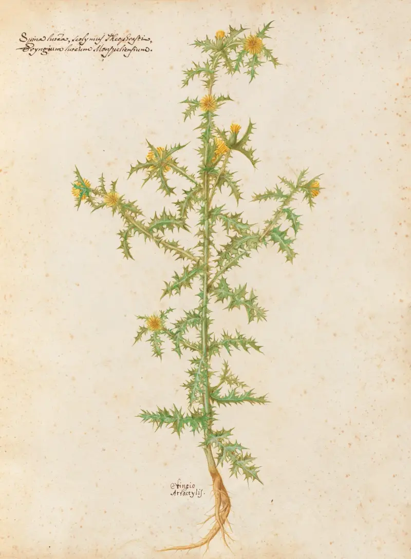 Piante varie Pl.02 av Giovanna Garzoni