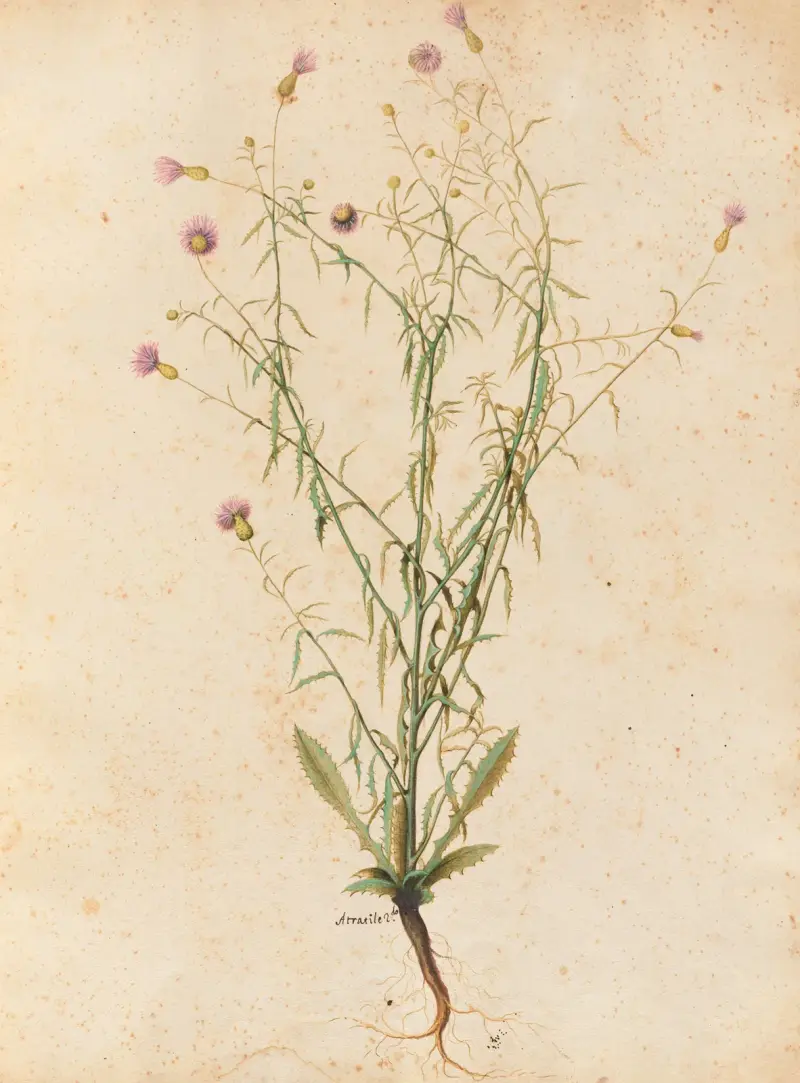 Piante varie Pl.04 av Giovanna Garzoni