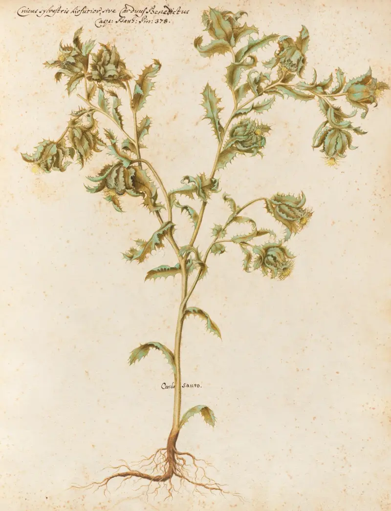 Piante varie Pl.05 av Giovanna Garzoni