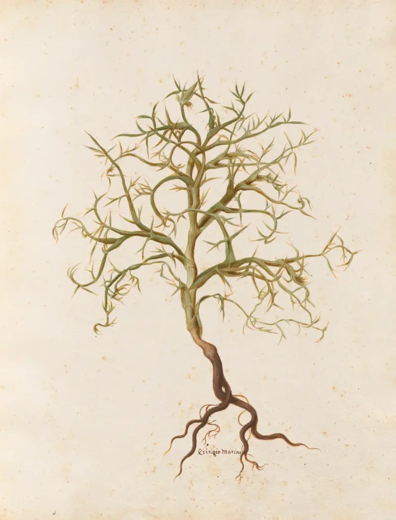 Piante varie Pl.07 av Giovanna Garzoni