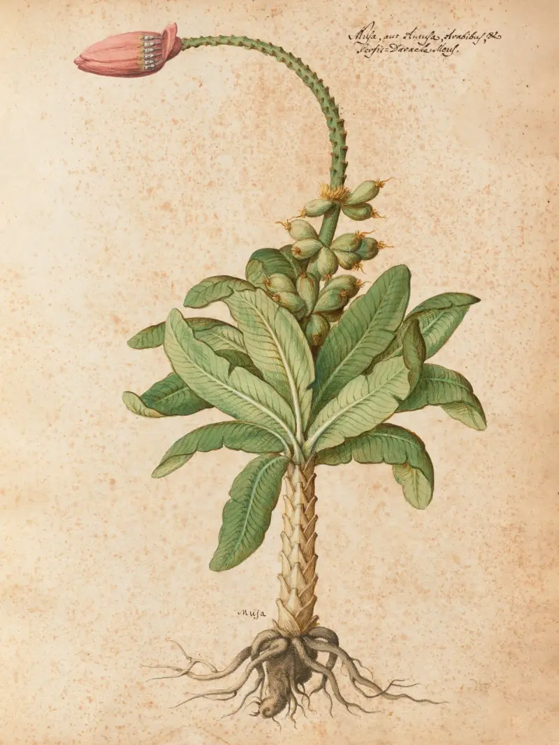 Piante varie Pl.08 av Giovanna Garzoni