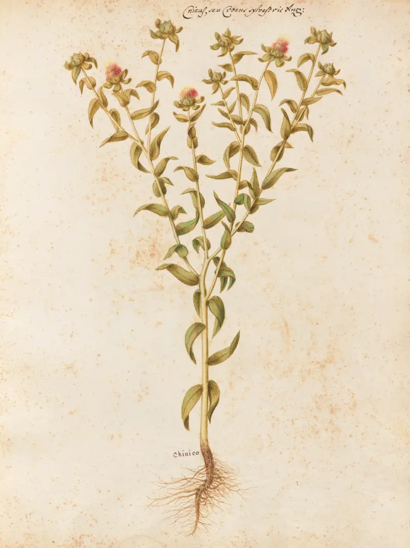 Piante varie Pl.12 av Giovanna Garzoni