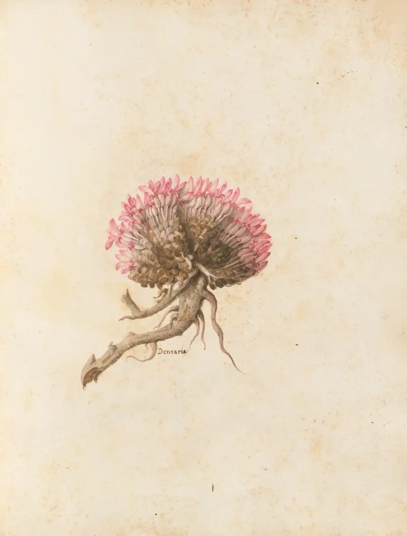 Piante varie Pl.14 av Giovanna Garzoni
