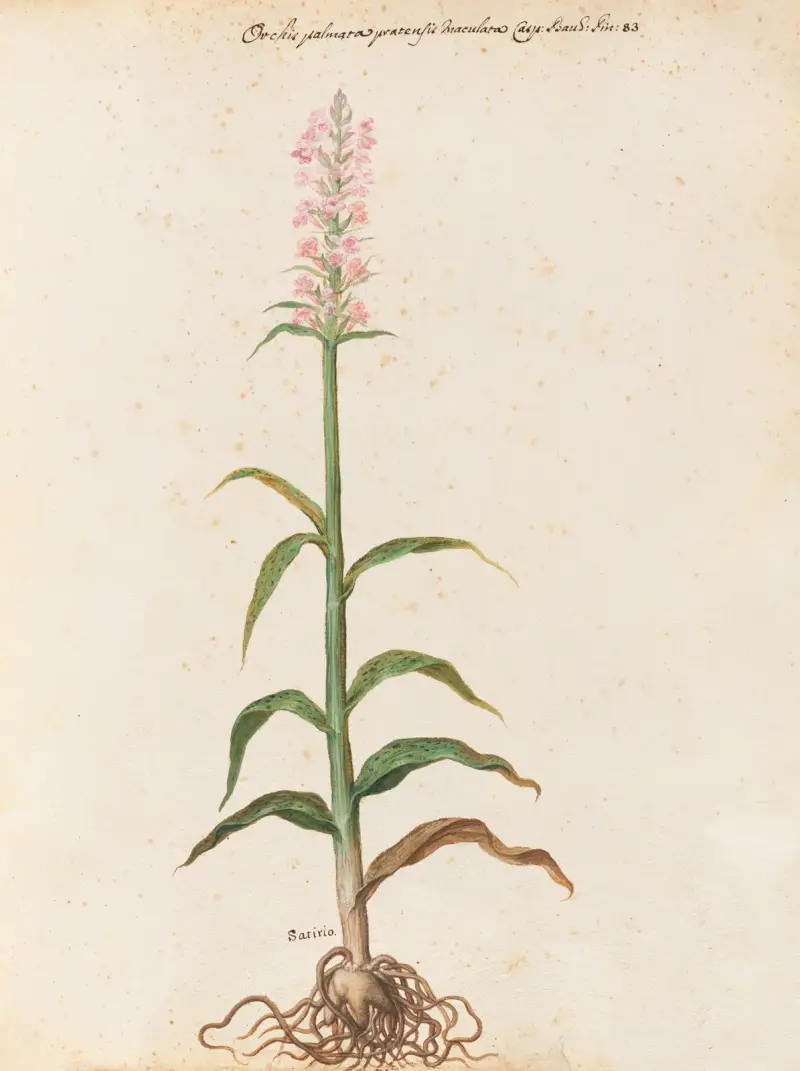 Piante varie Pl.15 av Giovanna Garzoni