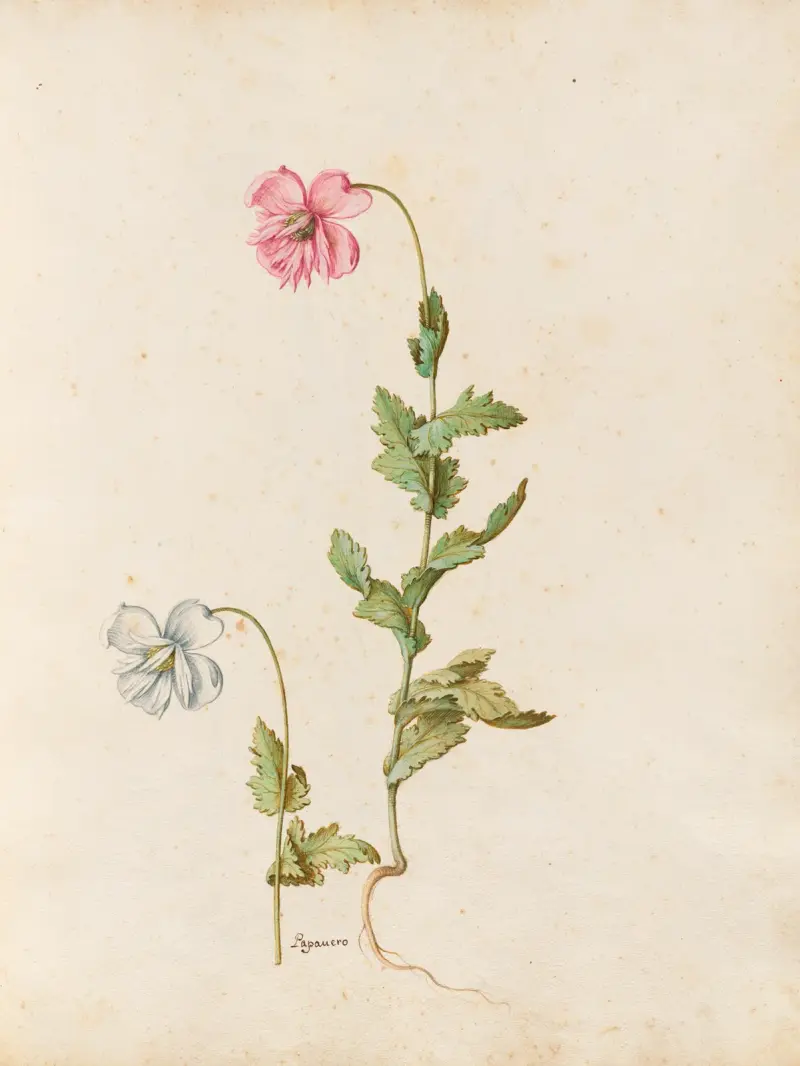 Piante varie Pl.17 av Giovanna Garzoni