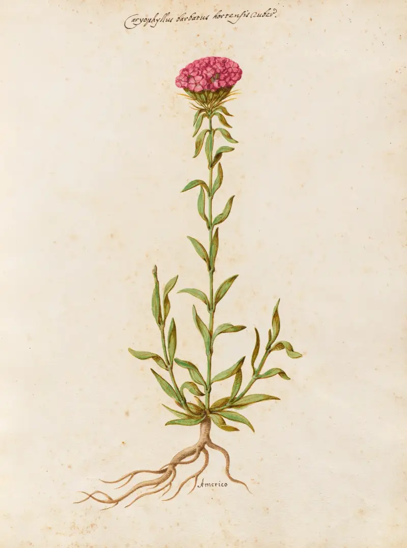 Piante varie Pl.19 av Giovanna Garzoni
