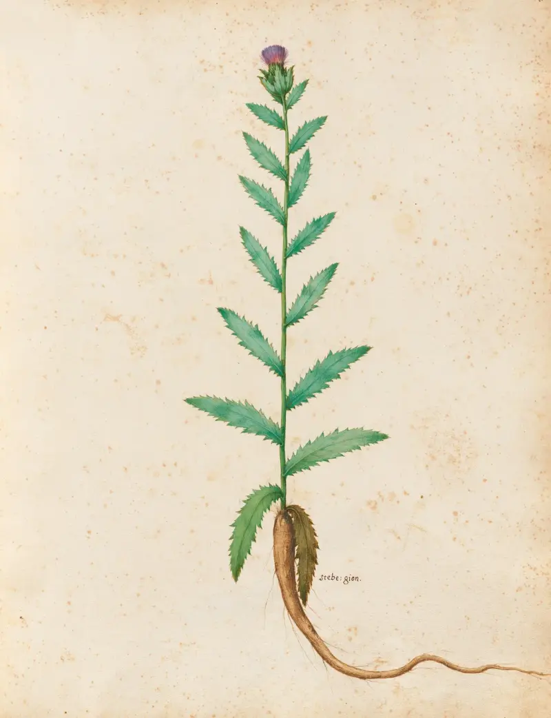 Piante varie Pl.20 av Giovanna Garzoni