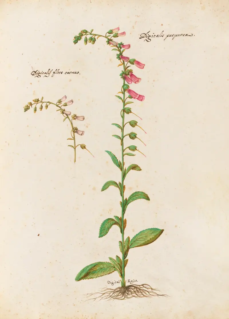 Piante varie Pl.21 av Giovanna Garzoni