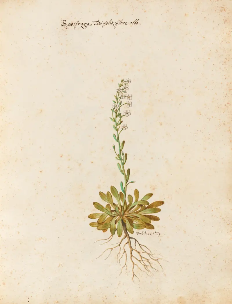 Piante varie Pl.23 av Giovanna Garzoni