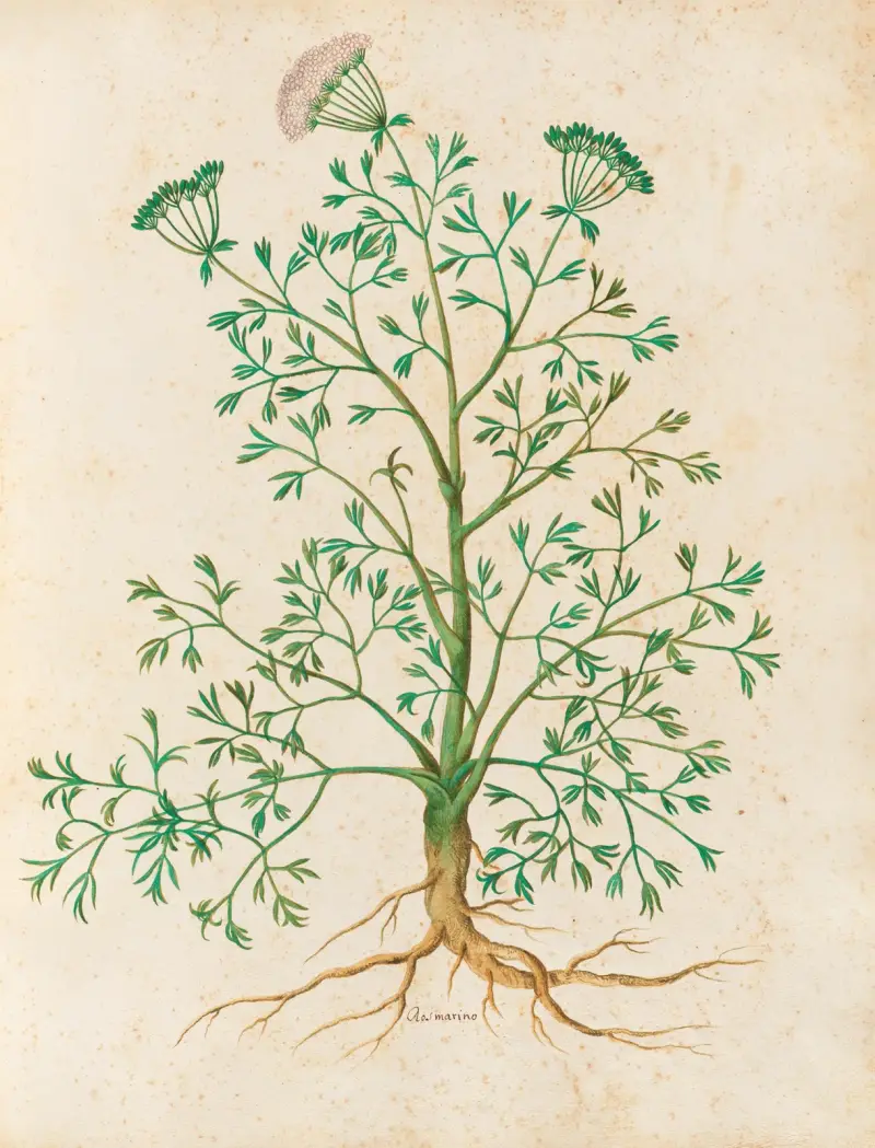 Piante varie Pl.26 av Giovanna Garzoni