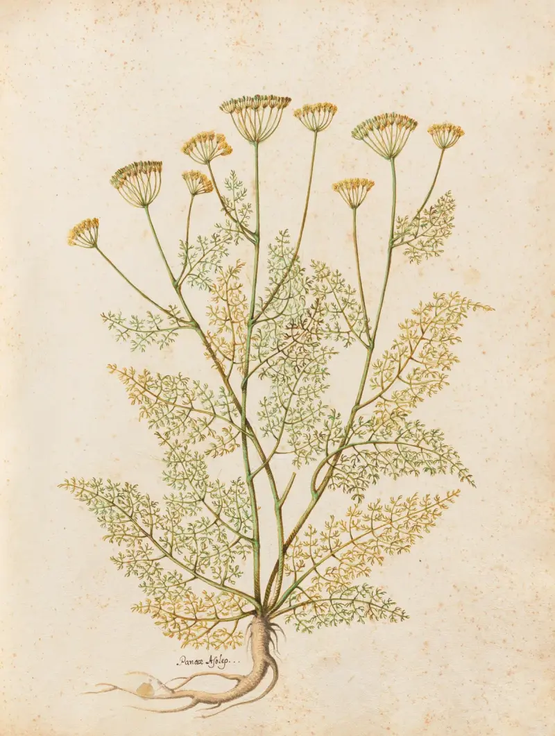 Piante varie Pl.27 av Giovanna Garzoni