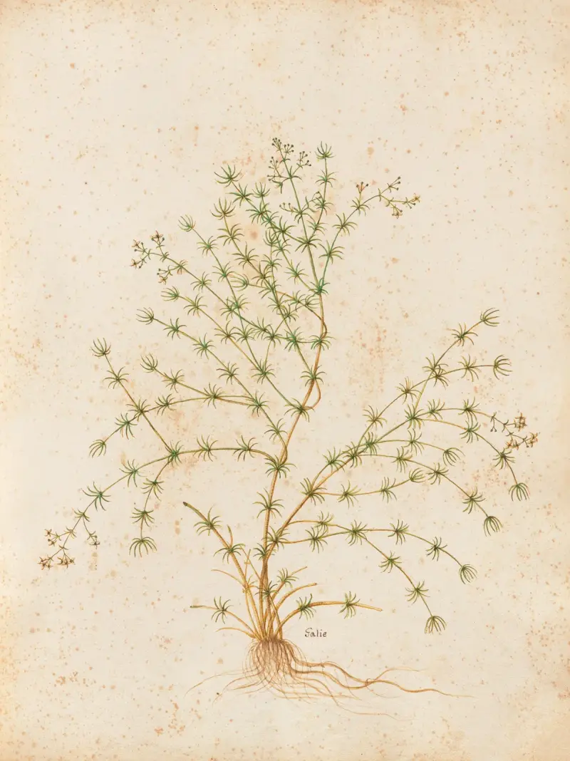 Piante varie Pl.31 av Giovanna Garzoni