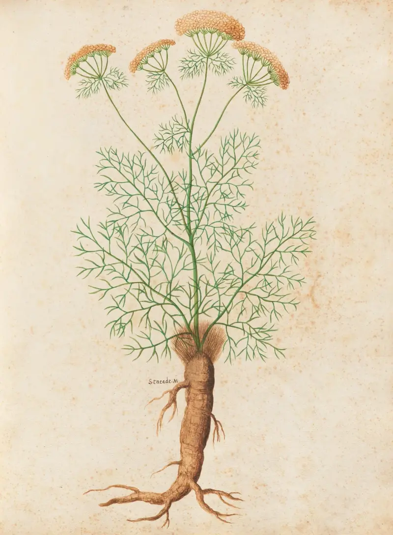 Piante varie Pl.32 av Giovanna Garzoni