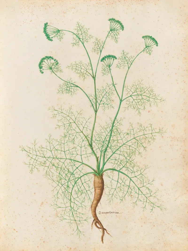 Piante varie Pl.33 av Giovanna Garzoni