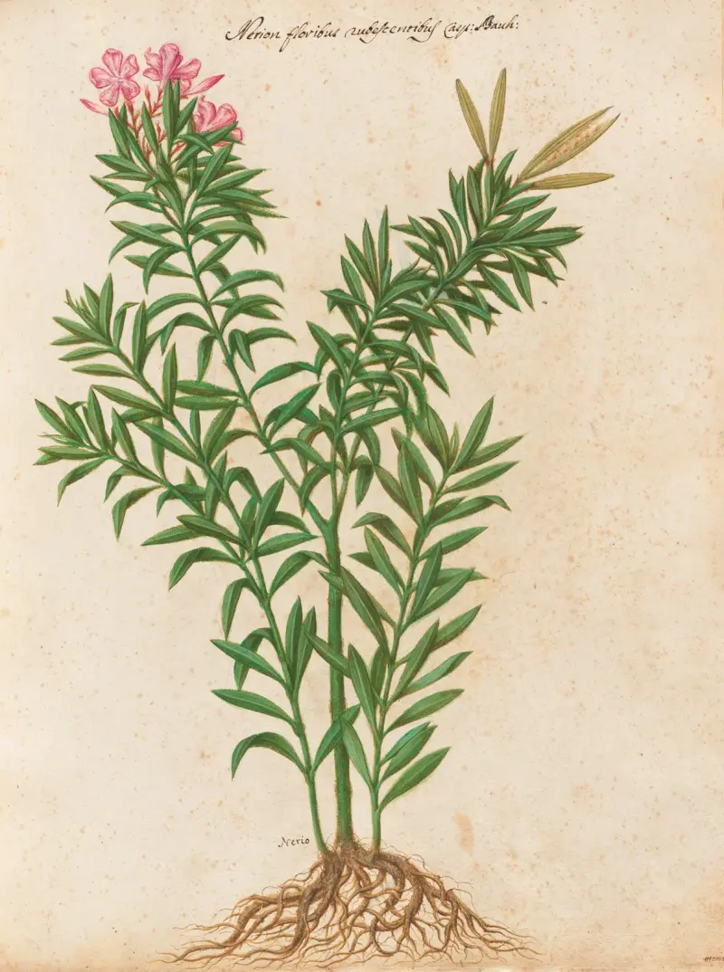 Piante varie Pl.34 av Giovanna Garzoni
