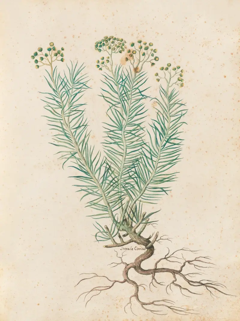 Varierande växter Pl.35 av Giovanna Garzoni