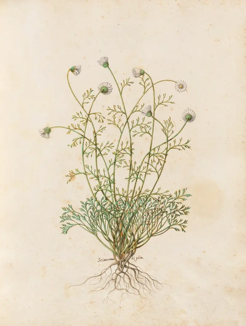 Piante varie Pl.36 av Giovanna Garzoni