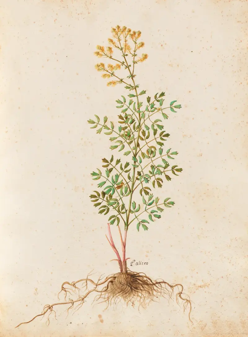 Piante varie Pl.37 av Giovanna Garzoni
