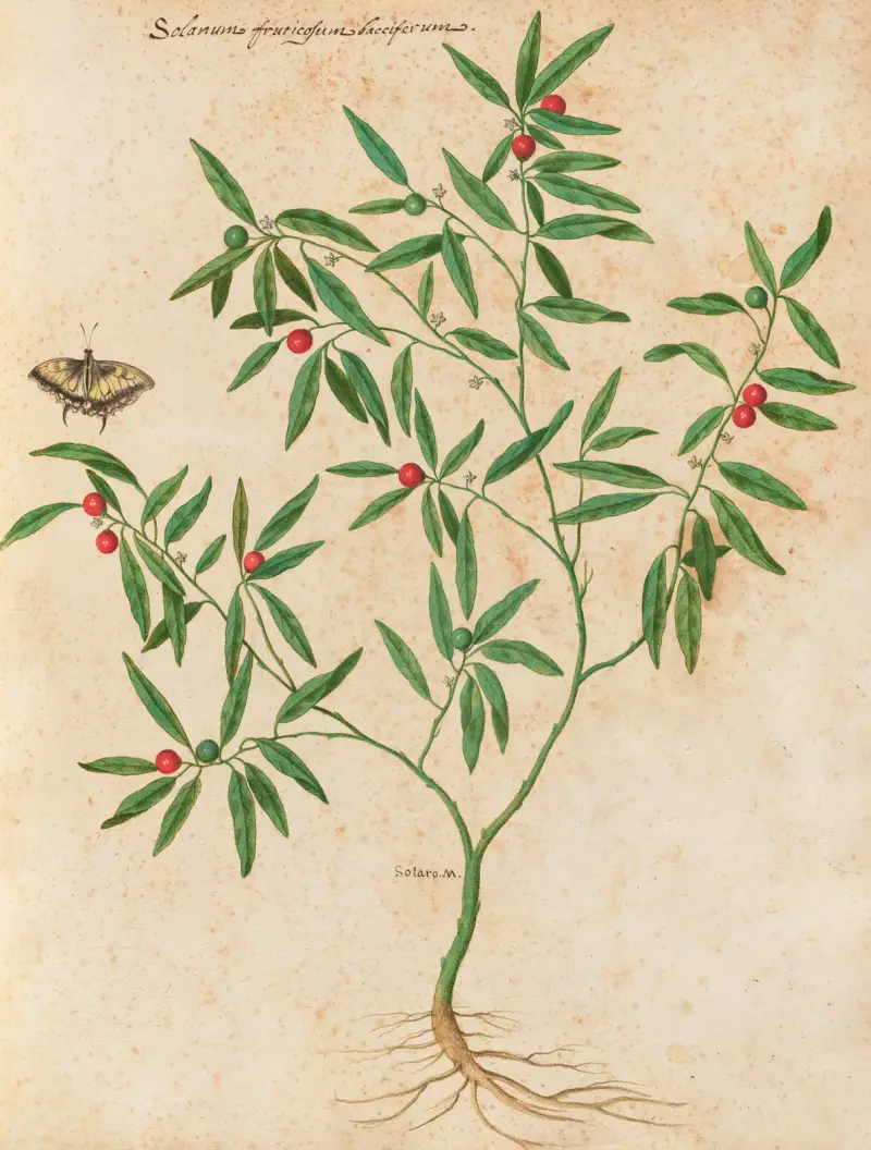 Piante varie Pl.38 av Giovanna Garzoni