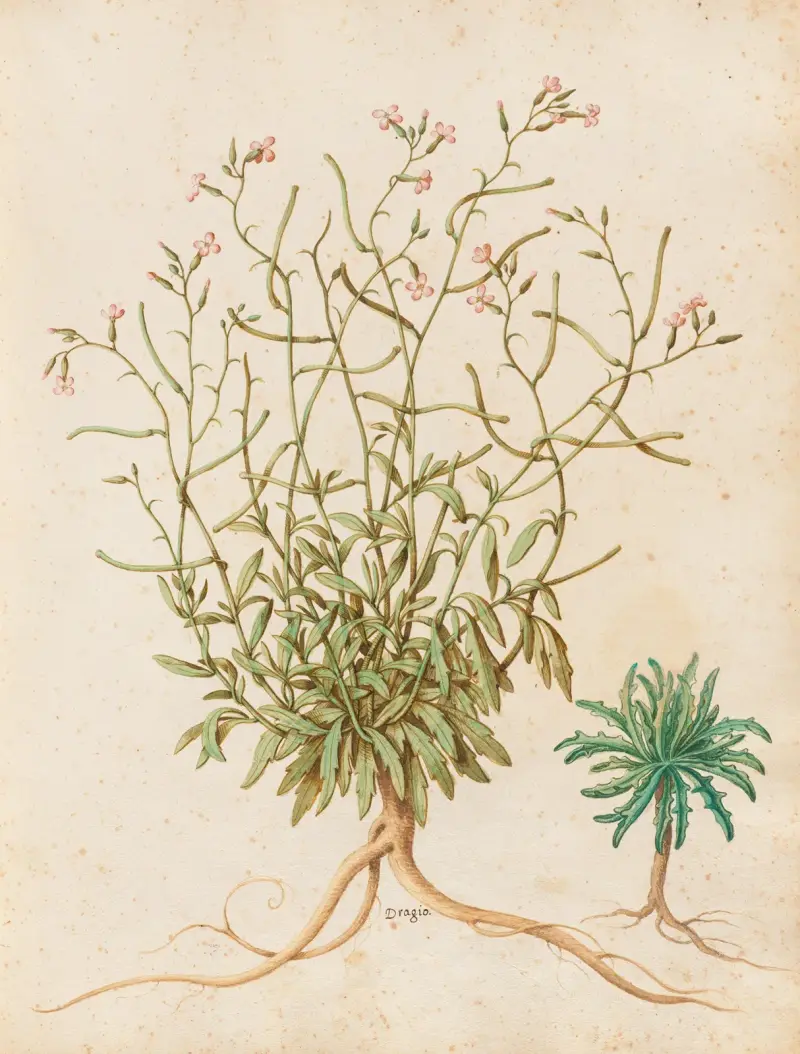 Piante varie Pl.40 av Giovanna Garzoni