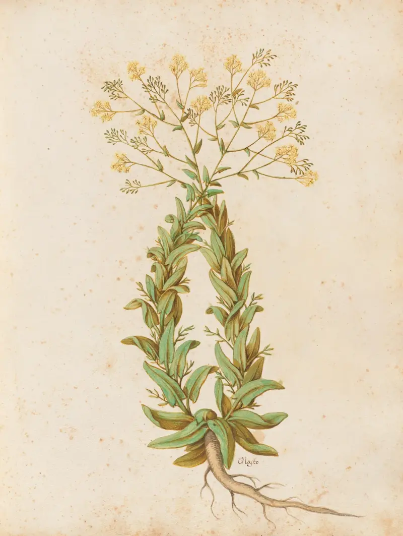 Olika växter Pl.41 av Giovanna Garzoni