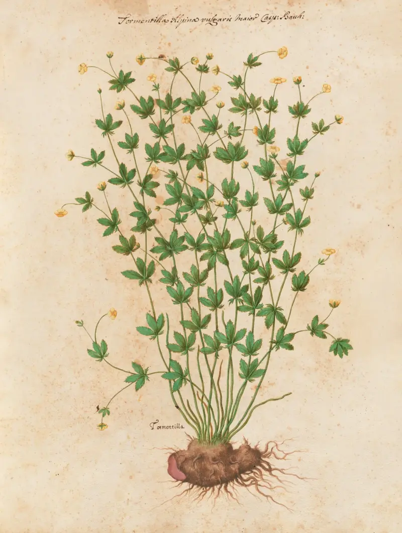 Piante varie Pl.42 av Giovanna Garzoni