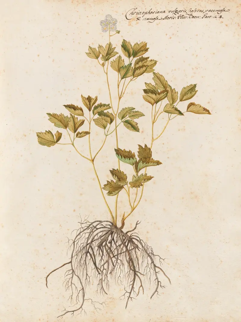 Piante varie Pl.43 av Giovanna Garzoni