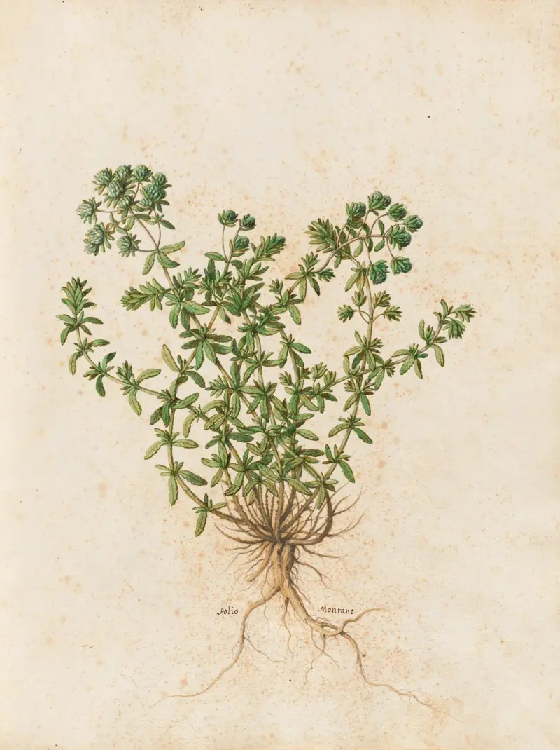 Piante varie Pl.44 av Giovanna Garzoni