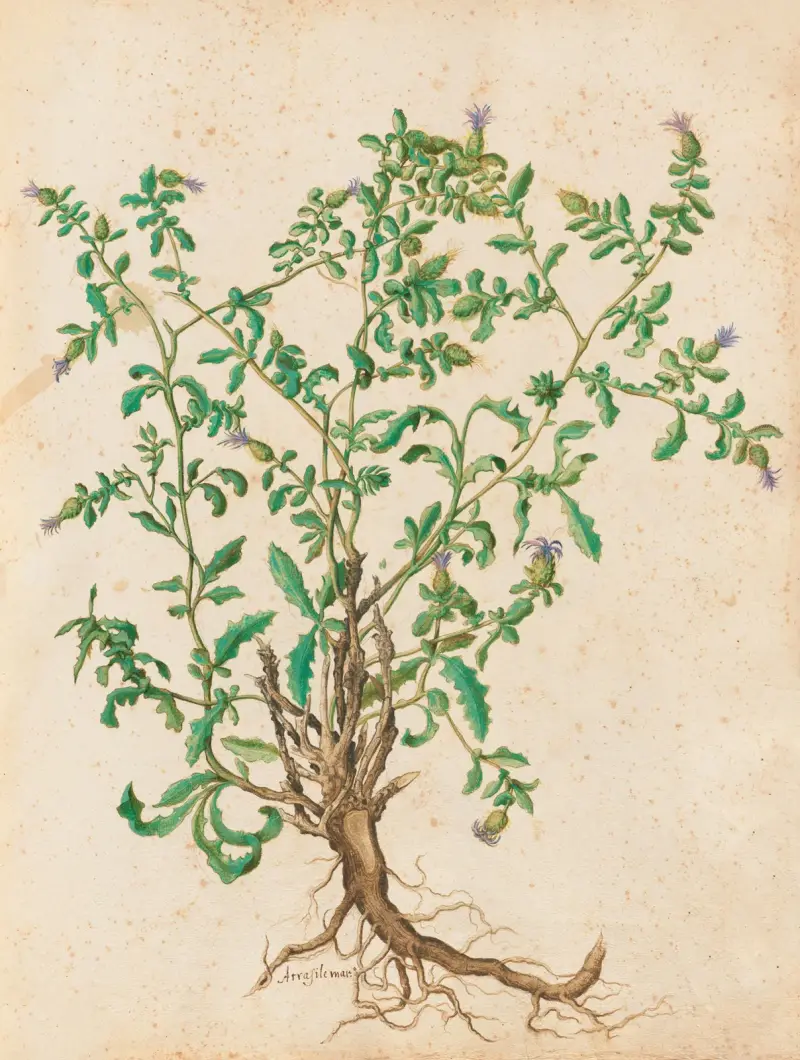 Piante varie Pl.45 av Giovanna Garzoni