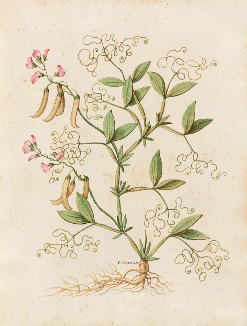 Piante varie Pl.46 av Giovanna Garzoni
