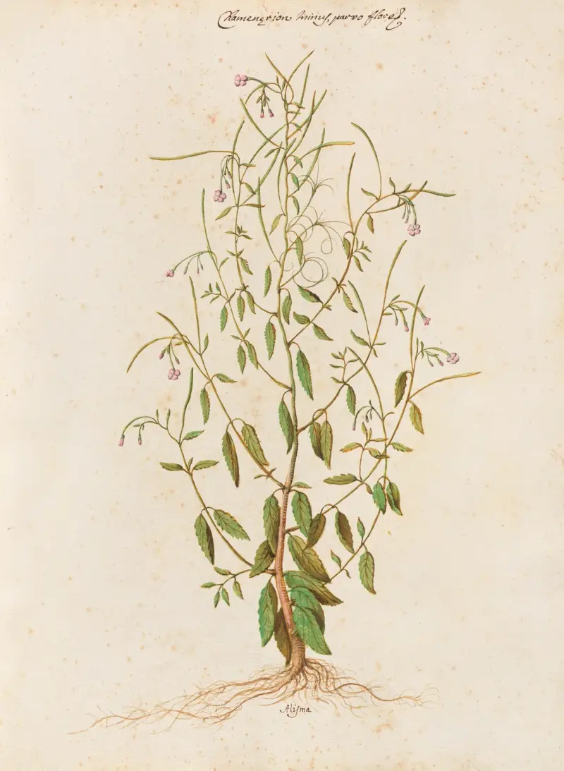 Piante varie Pl.48 av Giovanna Garzoni