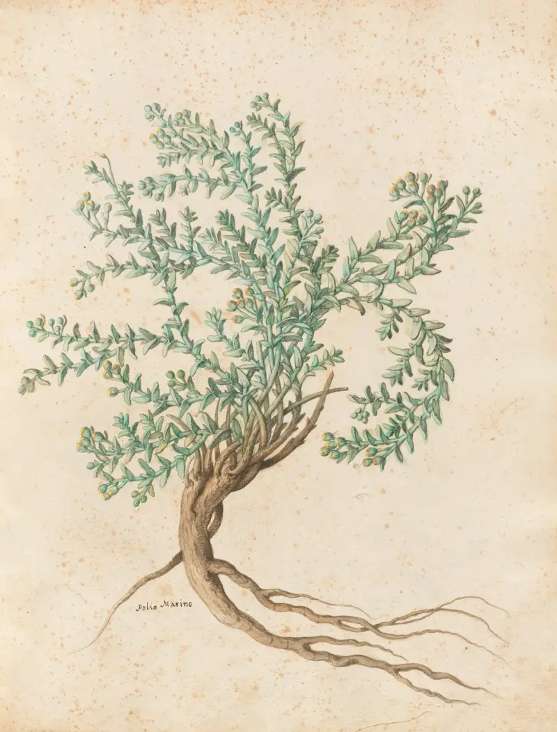 Piante varie Pl.49 av Giovanna Garzoni