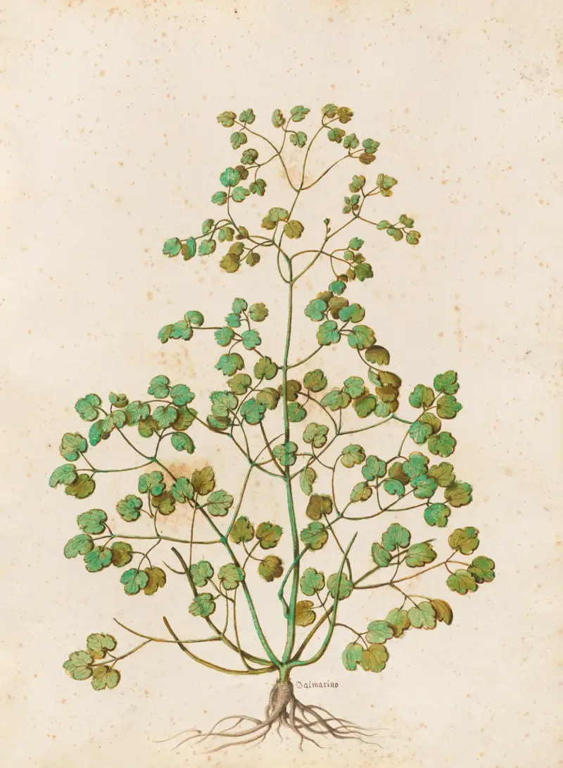Piante varie Pl.50 av Giovanna Garzoni