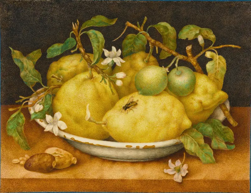 Still Life With Bowl Of Citrons av Giovanna Garzoni
