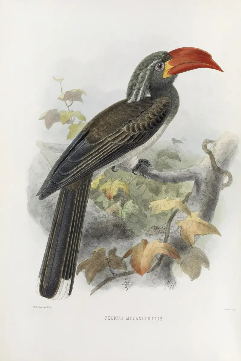 Tockus melanoleucus, Daniel Giraud Elliot