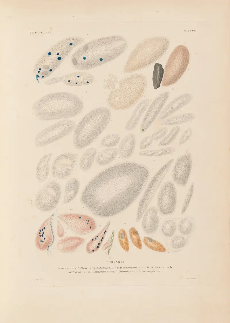 Die Infusionsthierchen als vollkommene Organismen Pl.35 av Christian Gottfried Ehrenberg