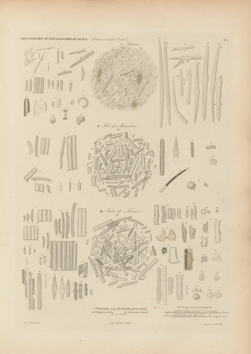 Mikrogeologie Pl.01 av Christian Gottfried Ehrenberg