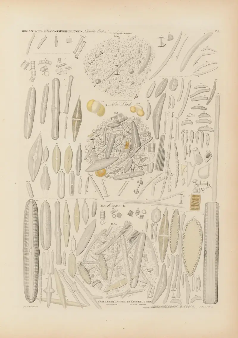 Mikrogeologie Pl.02 av Christian Gottfried Ehrenberg
