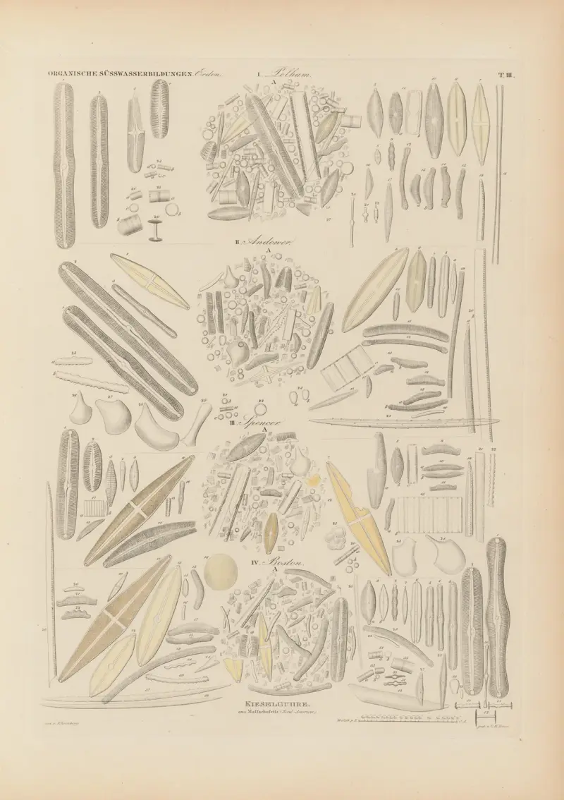 Mikrogeologie Pl.03 av Christian Gottfried Ehrenberg