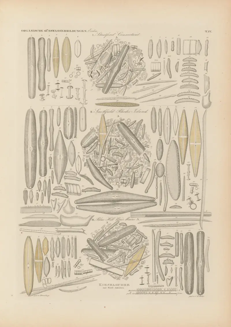 Mikrogeologie Pl.04 av Christian Gottfried Ehrenberg