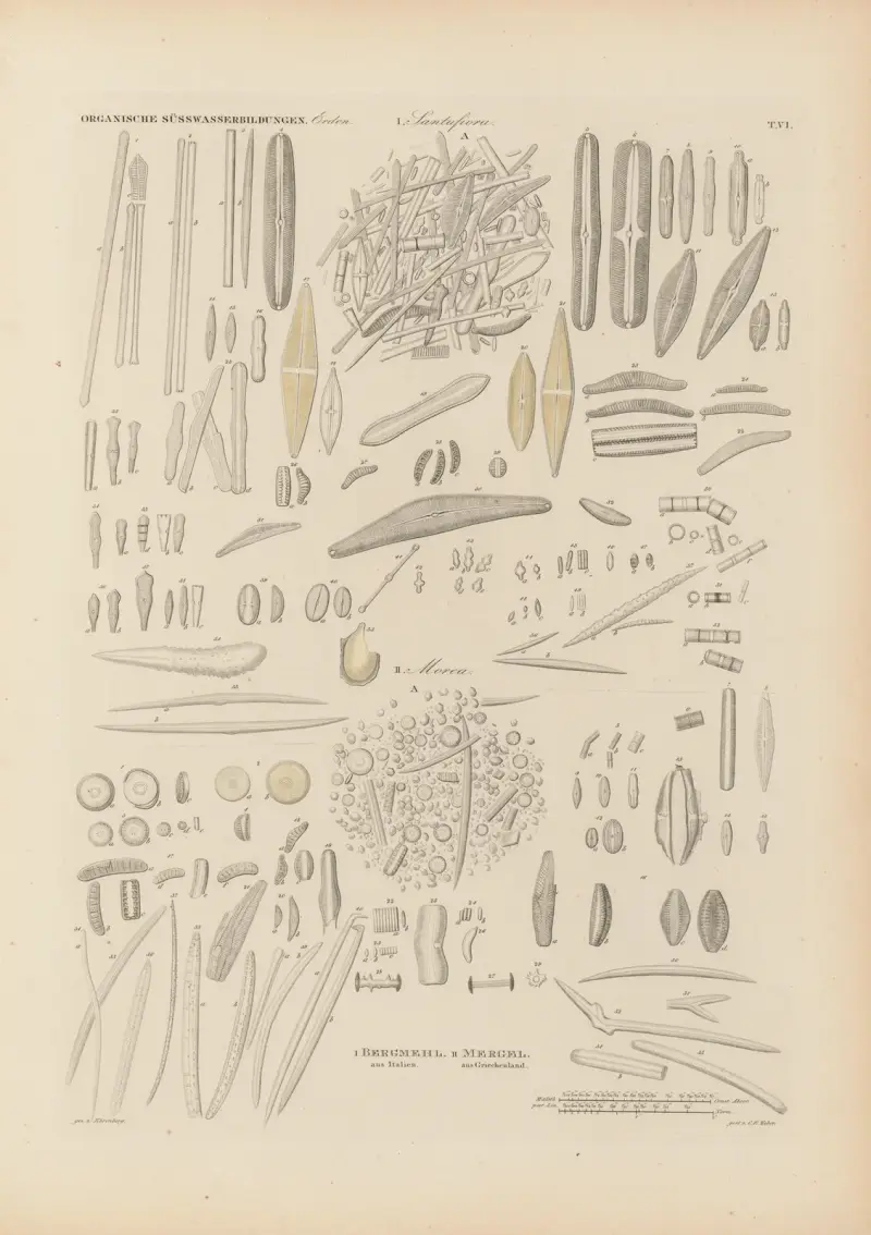 Mikrogeologie Pl.06 av Christian Gottfried Ehrenberg