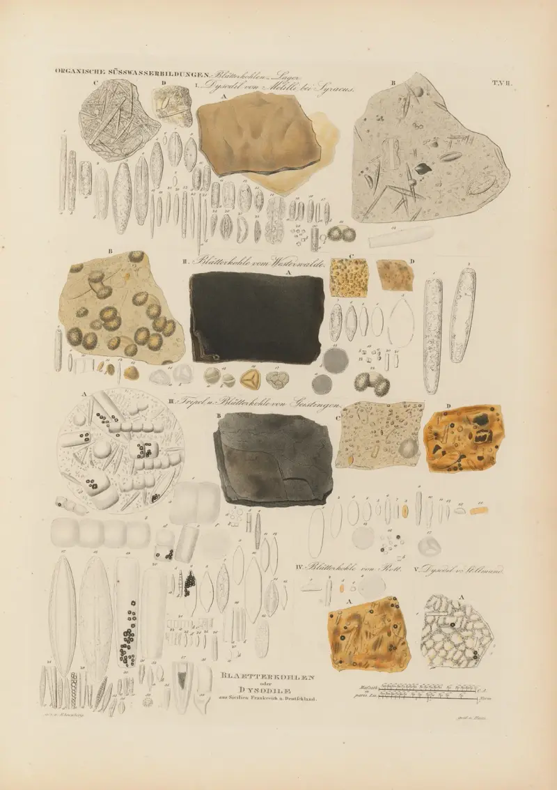 Mikrogeologie Pl.07 av Christian Gottfried Ehrenberg